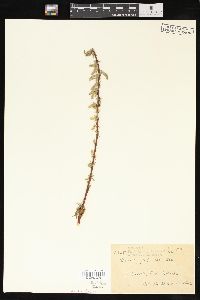 Salix petiolaris image