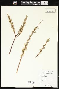 Salix petiolaris image