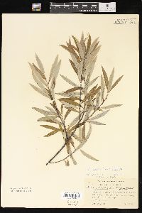 Salix petiolaris image