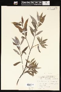 Salix petiolaris image