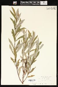 Salix petiolaris image