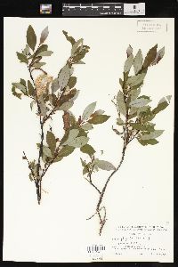 Salix phylicifolia image