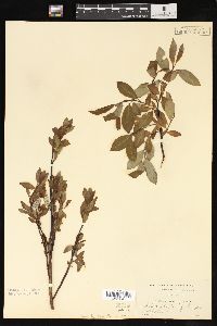 Salix phylicifolia image