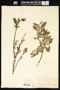 Salix phylicifolia image