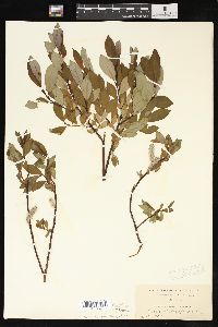 Salix phylicifolia image