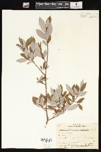 Salix phylicifolia image