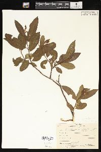 Salix phylicifolia image