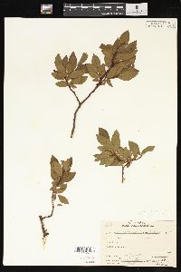 Salix phylicifolia image