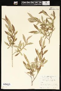 Salix planifolia image