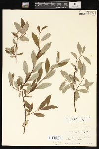 Salix planifolia image