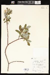 Salix planifolia image