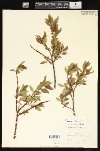 Salix planifolia image