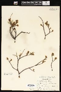 Salix planifolia image