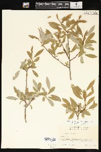 Salix planifolia image