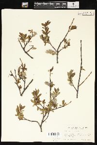 Salix planifolia image