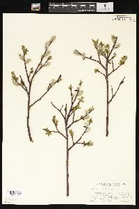 Salix planifolia image