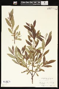 Salix planifolia image