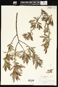 Salix planifolia image