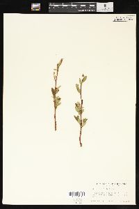 Salix planifolia image