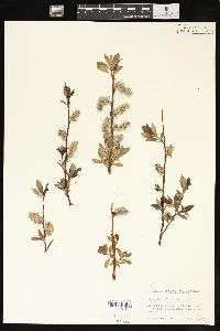 Salix planifolia image