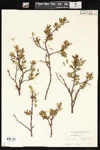 Salix planifolia image