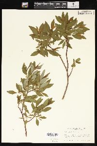 Salix planifolia image