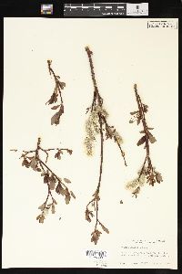 Salix planifolia image