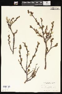 Salix planifolia image