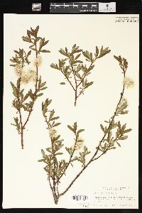 Salix planifolia image