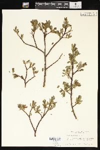 Salix planifolia image