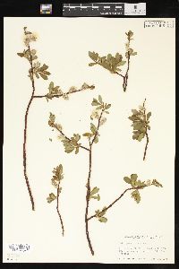 Salix planifolia image