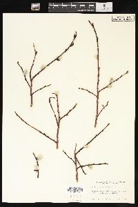 Salix planifolia image