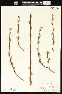 Salix planifolia image