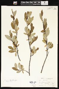 Salix planifolia image