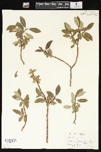 Salix planifolia image