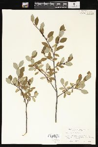 Salix planifolia image