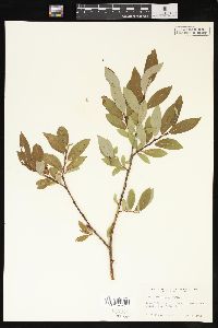 Salix planifolia image