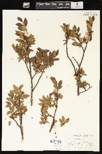 Salix planifolia image