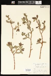 Salix planifolia image