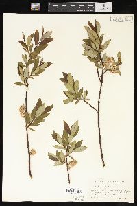 Salix planifolia image