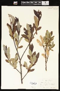 Salix planifolia image