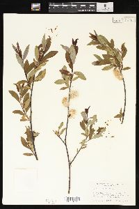 Salix planifolia image