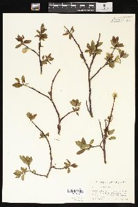 Salix planifolia image