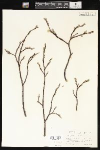 Salix planifolia image