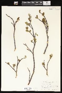 Salix planifolia image