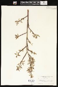 Salix planifolia image