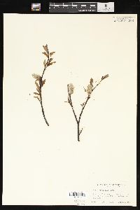 Salix planifolia image