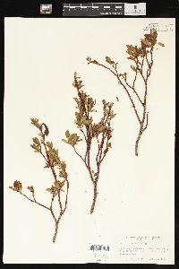 Salix planifolia image