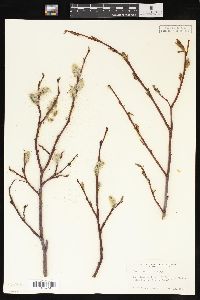 Salix planifolia image