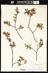 Salix planifolia image